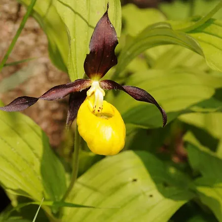 アパート Grifla *