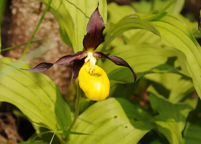 Appartamento Grifla *